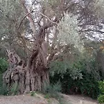 La Di Minerva