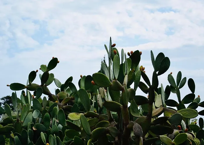 La Di Minerva וילה *