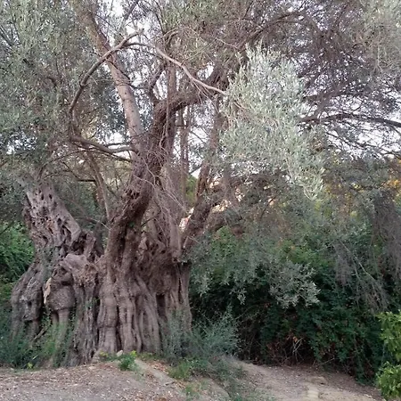 La Di Minerva